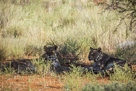 在南非Kgalagadi跨界公园的非洲狮子野生动物母狮猫科野性女性气候游戏大猫生物保护区图片