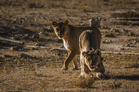在南非Kgalagadi跨界公园的非洲狮子哺乳动物野生动物沙漠野性保护区目的地游戏自然保护区猫科动物图片