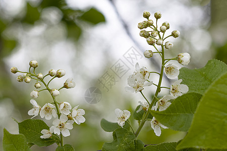 春日的樱花花朵植物群园艺公园水果花园植物生长植物学季节花瓣图片