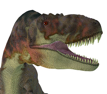 恐龙爪图片