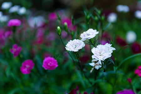 花朵紫色粉红色 在春天花园的绿色草原上 美丽多彩植物学场地叶子石竹季节宏观植物群彩虹植物花束图片