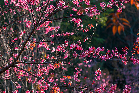 樱桃花或野生喜马拉雅樱桃植物学蓝色痤疮花瓣樱花植物群季节植物花园公园图片