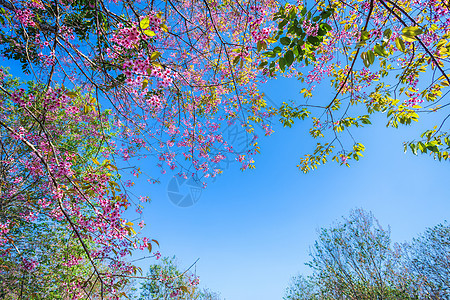 樱桃花或野生喜马拉雅樱桃花园痤疮植物蓝色植物群樱花天空热带公园植物学图片