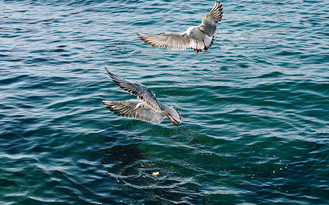 海鸥在海面上和海上水域上空野生动物照片动物栖息地动物群海鸟羽毛荒野朋友们航班图片