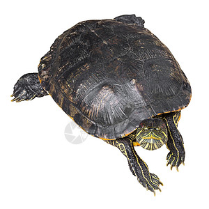红耳滑板海龟正以白色孤立背景爬起头部龟甲爬虫蠕变野生动物兽医水龟科学生活耳朵生物图片