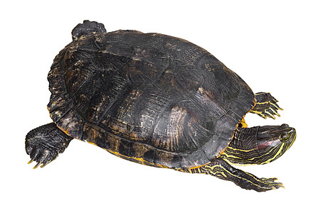 红耳滑板海龟正以白色孤立背景爬起头部龟甲生活科学动物生物兽医剧本动物园盔甲水龟图片