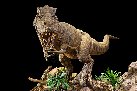 石头博物馆暴龙雷克斯 T-rex正在走动 咆哮和张开嘴在岩石上 黑色孤立的背景 嵌入的剪切路径背景