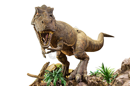 暴龙雷克斯 T-rex正在走路 咆哮和张开嘴在岩石上 白色孤立的背景 嵌入的剪切路径图片