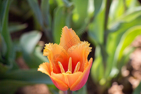 春季的单郁金香花美丽季节园艺花朵叶子植物花园花瓣场地植物群图片
