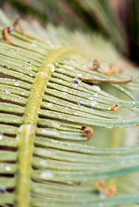 苏铁的羽状复叶热带植物学花园棕榈叶子森林生长叶状体绿色植物图片