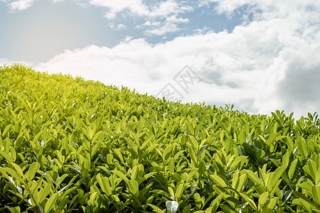 茶叶叶 用晨光关上茶叶农田草本植物叶子旅行宏观高地环境花园热带农村图片