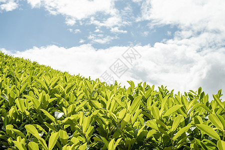 茶叶叶 用晨光关上茶叶高地环境宏观农田花园农村草本植物农场天气食物图片