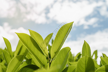 茶叶叶 用晨光关上茶叶天气场地场景栽培天空叶子种植园蓝色农村食物图片