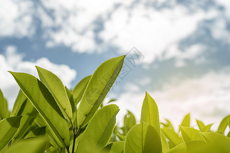 茶叶叶 用晨光关上茶叶阳光天气宏观场地旅行农田环境热带种植园蓝色图片