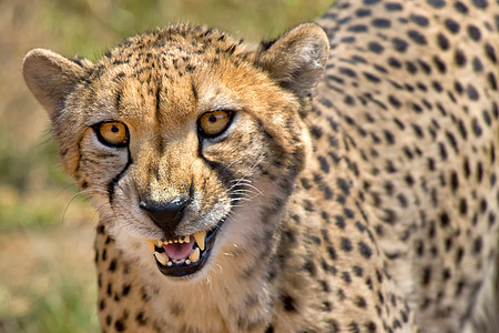 奔跑猎豹动物群动物高清图片