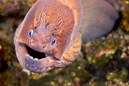 西班牙自然公园地中海Moray生物捕食者猎人生物学环境眼睛生态动物群鳗鱼多样性图片
