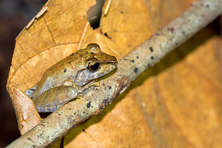 哥斯达黎加科科科瓦多国家公园热带青蛙保护区环境避难所自然公园旅游自然保护两栖脊椎动物旅行行为图片