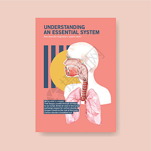有关呼吸系统解剖和了解基本系统的信息卫生健康癌症生物学科学身体插图药品生理绘画图片