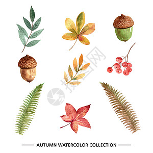 一套白色背景的秋季创意水彩插图手绘植物蕨类橡木树叶核桃叶叶子收藏背景图片