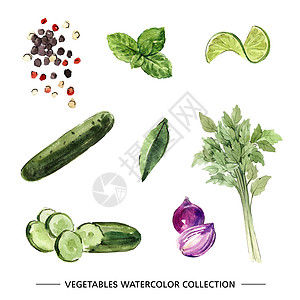 一套用于装饰的独立水彩蔬菜插图洋葱收藏手绘薄荷黄瓜胡椒营养芹菜创造力绘画图片