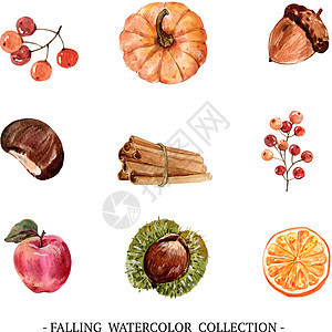 一套白色背景的秋季创意水彩插图坚果收藏手绘橙子艺术栗子橡木水果植物南瓜图片
