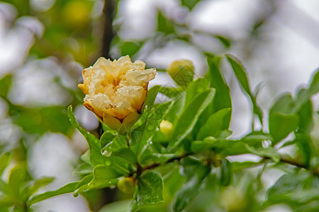 配有绿叶和白石榴花的石榴树花园石榴花橙子果汁花瓣水果植物群热带石榴异国图片