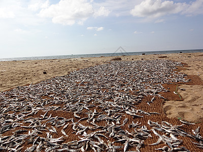 斯里兰卡内甘博鱼市场上的干燥鱼类图片