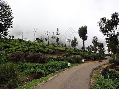 斯里兰卡哈普塔勒附近一个茶叶种植园旁边的公路图片