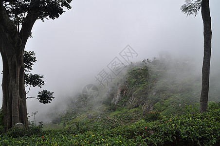 斯里兰卡哈普塔勒市附近的茶叶种植园地标火车旅行绿茶栽培叶子文化财产植物农业图片