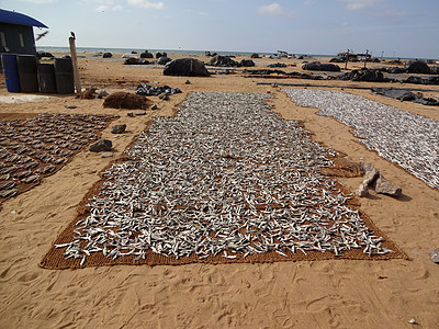 斯里兰卡Negombo海滩上的鱼市图片