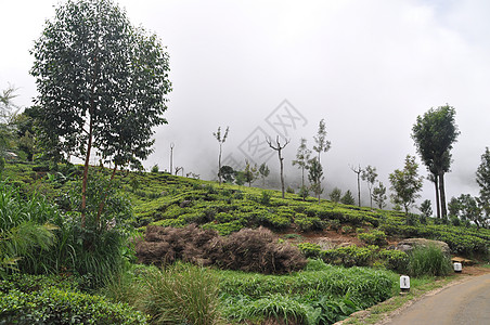 斯里兰卡哈普塔勒市附近的茶叶种植园地标文化收获植物栽培火车财产农业叶子绿茶图片