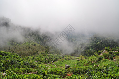 斯里兰卡哈普塔勒市附近的茶叶种植园地标旅行场地农业叶子火车财产文化农场绿茶图片