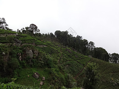 斯里兰卡哈普塔勒市附近的茶叶种植园旅行吸引力绿茶叶子植物文化财产农场场地农业图片