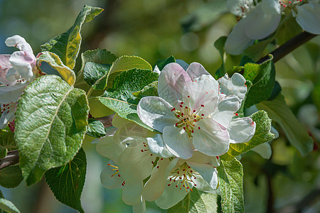 树枝上白果树的白花和绿色叶子 近身 模糊 背景高清图片