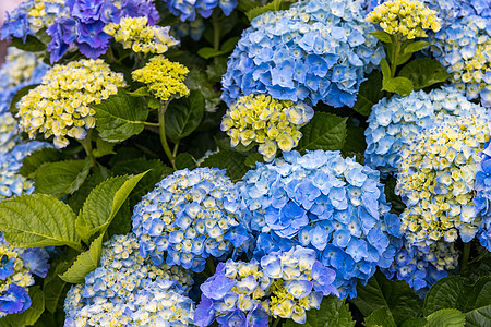 亚速尔群岛的蓝色和白色绣球花 亚速尔群岛 葡萄牙 来自亚速尔群岛的蓝色绣球花花束农村紫色花瓣植物群衬套花园叶子植物图片
