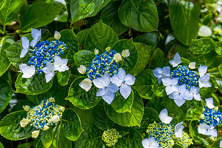 亚速尔群岛的蓝色和白色绣球花 亚速尔群岛 葡萄牙 来自亚速尔群岛的蓝色绣球花花园农村衬套植物花瓣叶子紫色花束植物群图片
