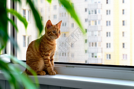 金吉儿小猫坐在窗台上背景图片