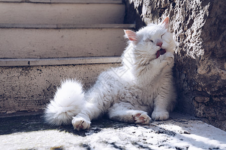 可爱的猫咪在街上洗澡 猫在街上清洗自己 在阳光下 他靠在一堵漂亮的古老石墙上 流浪猫很懒 猫坐在墙上清洗自己图片