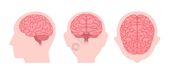 人体大脑矢量插图3个角度组创新器官药品下丘脑爬行动物风暴思考小脑智力创造力图片