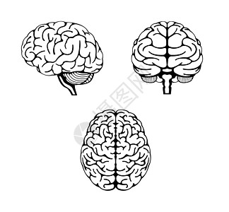 人体大脑矢量插图3个角度组解剖学下丘脑小脑药品头脑生物爬行动物心理学生物学风暴图片