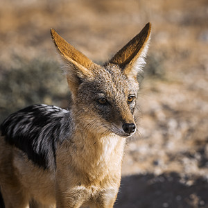 南非Kgalagaddi跨界公园黑背胡狼生物荒野动物旅游观察驱动沙漠自然保护区哺乳动物气候图片