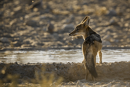 南非Kgalagaddi跨界公园黑背胡狼野性自然保护区水滴驱动保护区旅游观察犬科小犬野生动物图片