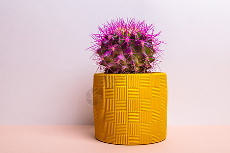 黄锅里有大紫刺的圆形仙人掌花盆陶瓷黄色紫色粉色艺术植物肉质生长图片