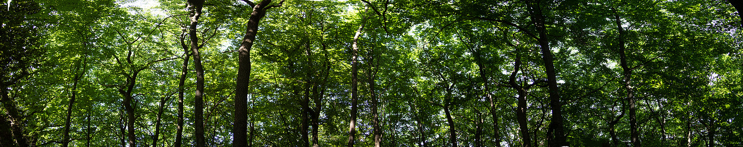 天空和树枝自由浮力分支机构树叶海拔植物学羽状落叶蓝色全景图片