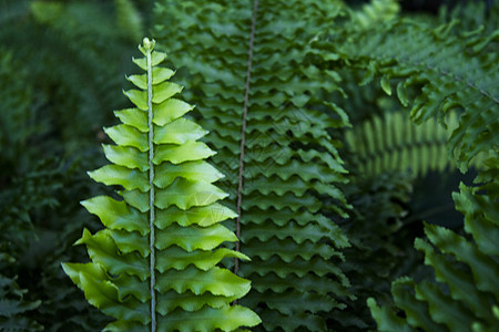 热带环境中的深绿色蕨叶蕨类植物群花园荒野丛林植物衬套生物学叶子生长图片