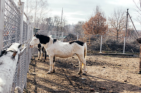赛马会有黑色斑点的孤独的白色白化马 一匹豪华的精心修饰的纯种马吃草和吃干草 一匹有着黑色鬃毛的漂亮马 农场动物园里的白斑马背景