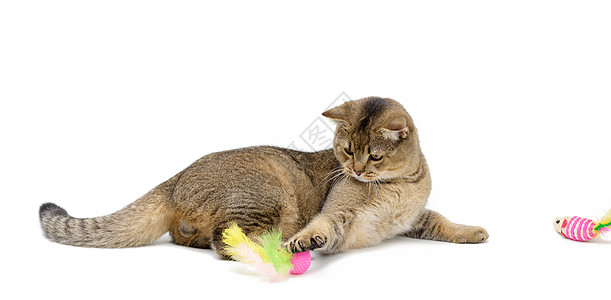 年轻的灰猫苏格兰金吉拉直耳躺在白色背景上玩球休息爪子哺乳动物宠物舌头好奇心短发猫科猫咪灰色背景图片
