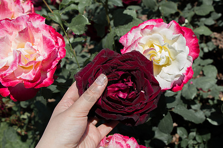 手握着美丽多彩的玫瑰花朵玫瑰白色花园绿色叶子植物礼物花瓣图片