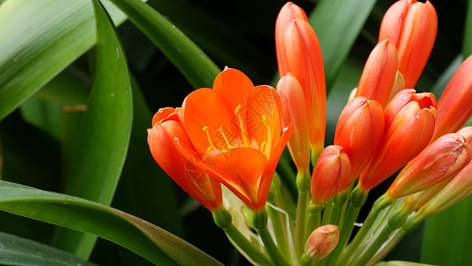 百合花 加利福尼亚州 美国 橙色艳丽的异国情调火热充满活力的植物绽放 热带丛林雨林氛围 自然花园生动新鲜多汁的绿色植物多样性百合图片