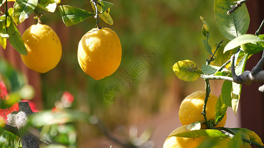 柑橘柠檬黄色果树 加利福尼亚美国 春天花园 美国当地农业农场种植园 家园园艺 多汁的鲜叶 异国情调的热带植物 在树枝上收获图片